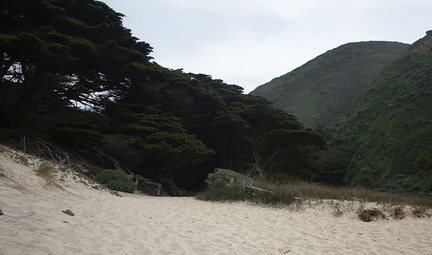 Monterey-cypress-and-wetlands-Pfeiffer-State-Beach-2013-03-02-IMG 7542