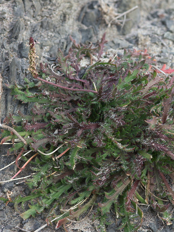 Plantago-sp-coronopus-cutleaf-plantain-Pfeiffer-Beach-Big-Sur-2012-01-02-IMG 3843