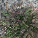 Plantago-sp-coronopus-cutleaf-plantain-Pfeiffer-Beach-Big-Sur-2012-01-02-IMG 3843