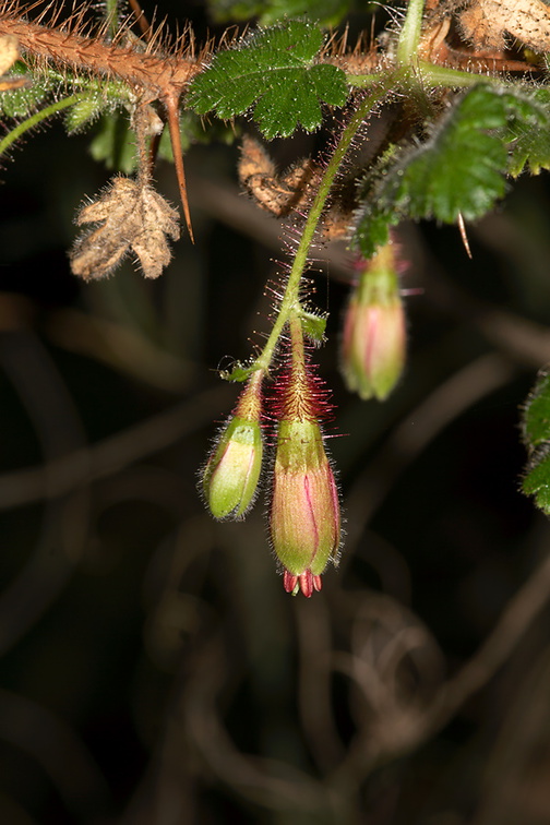 Ribes-californicum-gooseberry-Valley-View-trail-Pfeiffer-Big-Sur-2012-01-02-IMG 3796