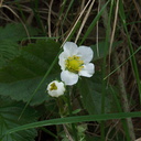 Rubus-sp-ursinus-California-blackberry-Valley-View-trail-Pfeiffer-Big-Sur-2011-01-02-IMG 0362