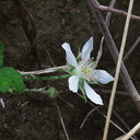 Rubus-sp-ursinus-California-blackberry-Valley-View-trail-Pfeiffer-Big-Sur-2011-01-02-IMG 0365