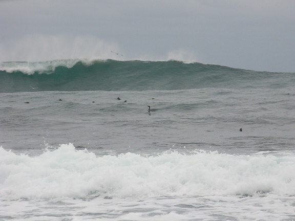 cormorant-and-kelp-heads-Willow-Creek-jade-beach-at-ocean-Big-Sur-2012-12-15-IMG 3096