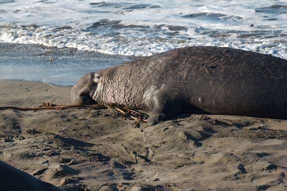 elephant-seal-male-Seal-Beach-PCH-2016-12-28-IMG 3583