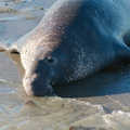elephant-seal-male-Seal-Beach-PCH-2016-12-28-IMG_3590.jpg