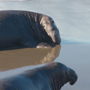 elephant-seal-males-Seal-Beach-PCH-2016-12-28-IMG 3591