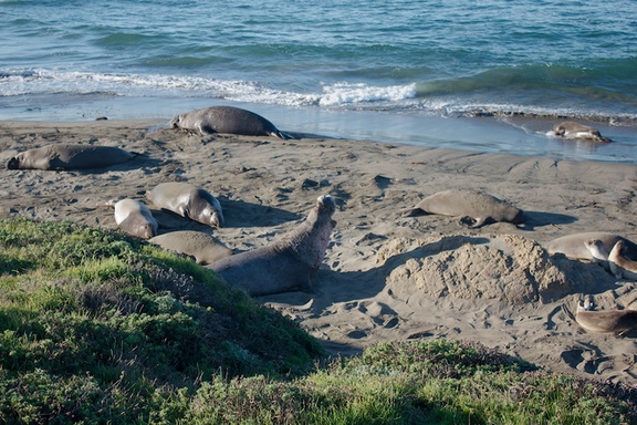 elephant-seals-on-Seal-Beach-view-PCH-2016-12-28-IMG 3579