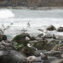 gulls-bathing-in-freshwater-creek-Willow-Creek-jade-beach-at-ocean-Big-Sur-2012-12-15-IMG 3101