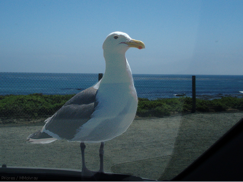 herring-gull-waiting-for-us-to-leave-car-seal-beach-2009-05-21-IMG_2824.jpg
