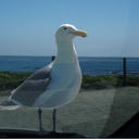 herring-gull-waiting-for-us-to-leave-car-seal-beach-2009-05-21-IMG 2824