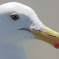 herring-gull-waiting-patiently-Seal-Beach-2009-05-21-CRW 8082