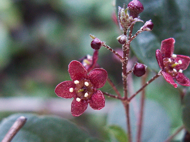 indet-Rosaceae-Gaviota-rest-area-Hwy1-2011-01-01-IMG 0279