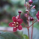 indet-Rosaceae-Gaviota-rest-area-Hwy1-2011-01-01-IMG 0279