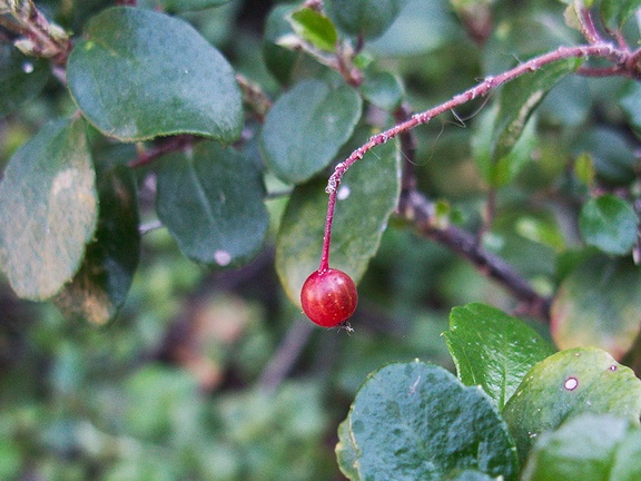 indet-Rosaceae-berry-Gaviota-rest-area-Hwy1-2011-01-01-IMG 0275