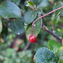 indet-Rosaceae-berry-Gaviota-rest-area-Hwy1-2011-01-01-IMG 0275