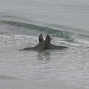juveniles-playing-Elephant-Seal-Beach-2012-12-15-IMG 6983