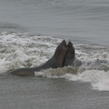 juveniles-playing-Elephant-Seal-Beach-2012-12-15-IMG 6987