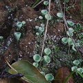 lichen-pixie-cups-Valley-View-trail-Pfeiffer-Big-Sur-2011-01-02-IMG_0386.jpg