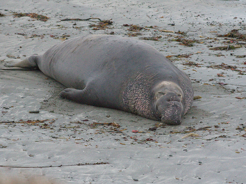 male-on-beach-Elephant-Seal-Beach-2012-12-15-IMG_6980.jpg