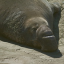male-seal-fills-frame-Seal-Beach-Hwy1-2012-01-01-IMG 3751