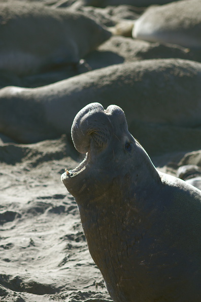 male-seal-honking-Seal-Beach-Hwy1-2012-01-01-IMG_3763.jpg
