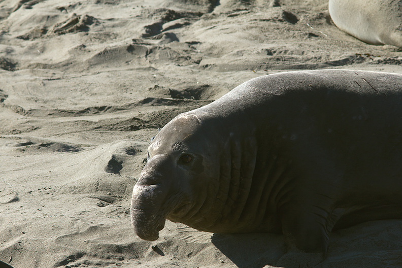 male-seal-resting-Seal-Beach-Hwy1-2011-01-01-IMG_3791.jpg