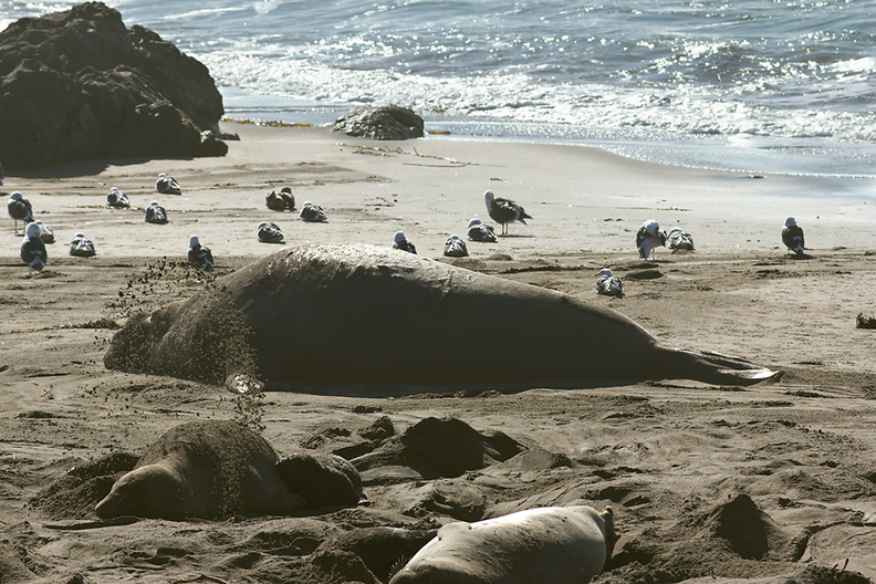 male-seal-resting-Seal-Beach-Hwy1-2012-01-01-IMG_3773.jpg