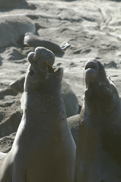 male-seals-displaying-Seal-Beach-Hwy1-2012-01-01-IMG_3766.jpg