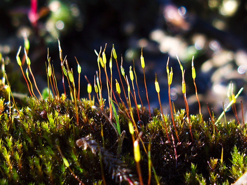 moss-new-sporocarps-Southern-Redwood-Area-Hwy1-2011-01-01-IMG_0303.jpg