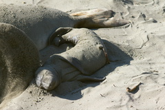 newborn-seal-pup-sandbath-by-mom-Seal-Beach-Hwy1-2011-01-01-IMG 3782