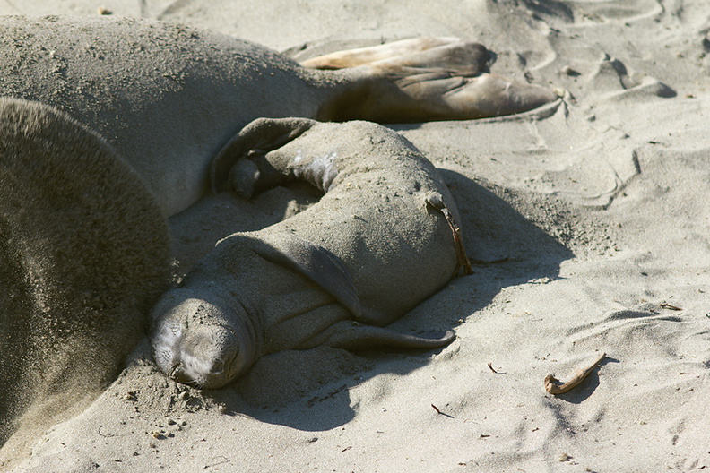 newborn-seal-pup-sandbath-by-mom-Seal-Beach-Hwy1-2011-01-01-IMG_3782.jpg