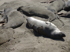 seal-beach-resting-flipping-sand-2009-05-26-CRW 8219