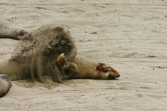 seal beach-resting-flipping-sand-02-2007-05-24
