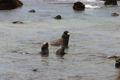 seals-arguing-in-the-shallows-2009-05-21-CRW 8075