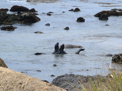 seals-arguing-in-the-shallows-2009-05-21-IMG 2817
