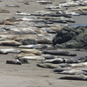 seals-on-beach-2009-05-21-CRW 8091