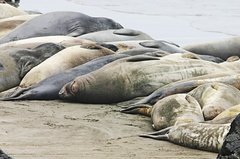 seals resting 05-2007-05-24