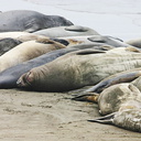 seals resting 05-2007-05-24