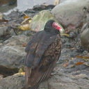 turkey-vulture-Cathartes-aura-Elephant-Seal-Beach-2012-12-15-IMG 6971