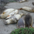 yearlings-taking-it-easy-Elephant-Seal-Beach-2012-12-15-IMG_6960.jpg