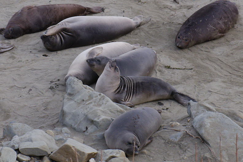 young-elephant-seals-Seal-Beach-2013-03-02-IMG 0210