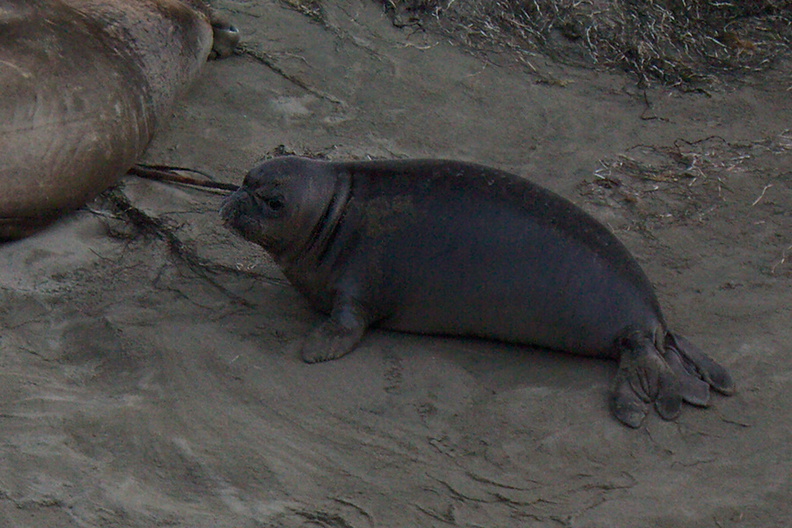 young-elephant-seals-Seal-Beach-2013-03-02-IMG_7563.jpg
