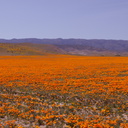 California-poppy-fields-along-Rte138-2014-04-20-IMG 3562