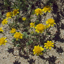 Lasthenia-californica-goldfields-flowers-joshua-tree-and-juniper-reserve-Rte138-2014-04-20-IMG 3566