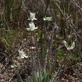 Platystemon-californicus-cream-cups-Antelope-Valley-Poppy-Preserve-2010-04-23-IMG 4470