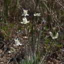 Platystemon-californicus-cream-cups-Antelope-Valley-Poppy-Preserve-2010-04-23-IMG 4470