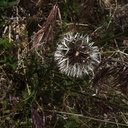 Uropappus-lindleyi-silverpuffs-Antelope-Valley-Poppy-Preserve-2010-04-23-IMG 4471