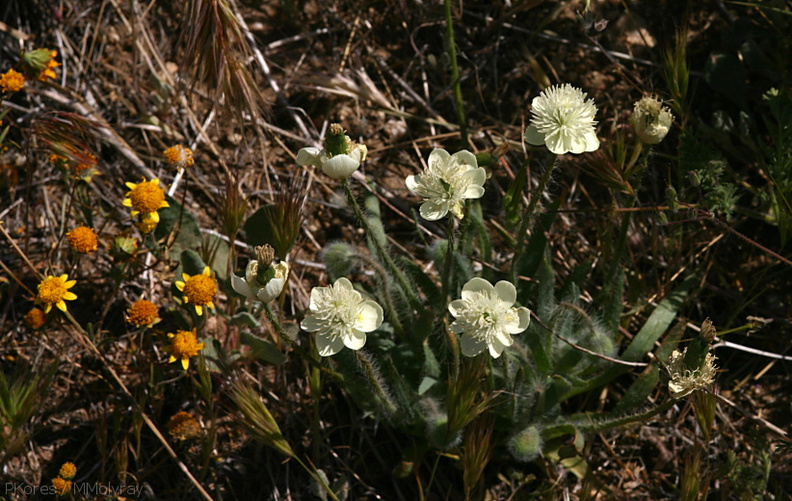 platystemon-californicus-creamcups-poppy-preserve-2008-04-25-img_7021.jpg