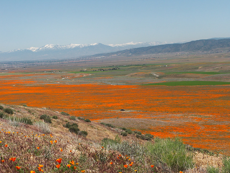 view-Eschscholtzia-californica-mountains-snow-from-Antelope-Valley-Poppy-Preserve-2010-04-23-IMG_4480.jpg