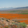 view-Eschscholtzia-californica-mountains-snow-from-Antelope-Valley-Poppy-Preserve-2010-04-23-IMG 4480